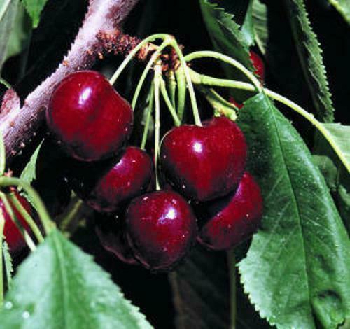 British Columbia Lapin Sweet Cherry Trees 5 seeds - Excellent Fi